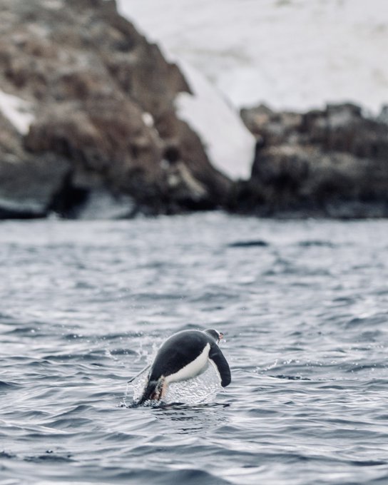 A penguin is captured mid-leap out of cold ocean water, with rocky snow-patched cliffs blurred in the background.