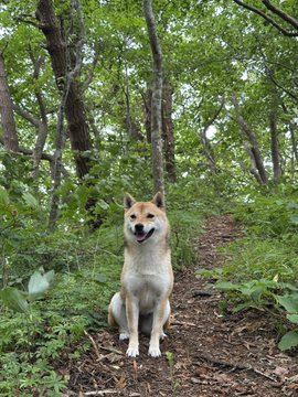A Shiba Inu sits on a forest path surrounded by lush green trees, visually representing the environmental impact of the San community's donation of 50,000 $SAN to @WeForest_org to support tree growth and protection.
