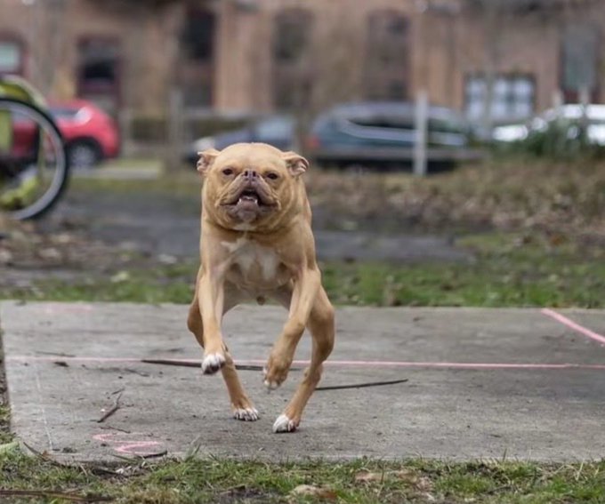 A tan muscular dog charges forward on a sidewalk with determined focus, embodying the bold energy implied by being called "the next $Jimothy." The image captures the dog's powerful stride and confident expression, perfectly matching the post's declaration that $IVY is a rising star worth watching.