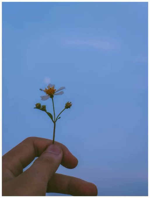 A hand holds a small white wildflower with a yellow center up against a clear blue sky.