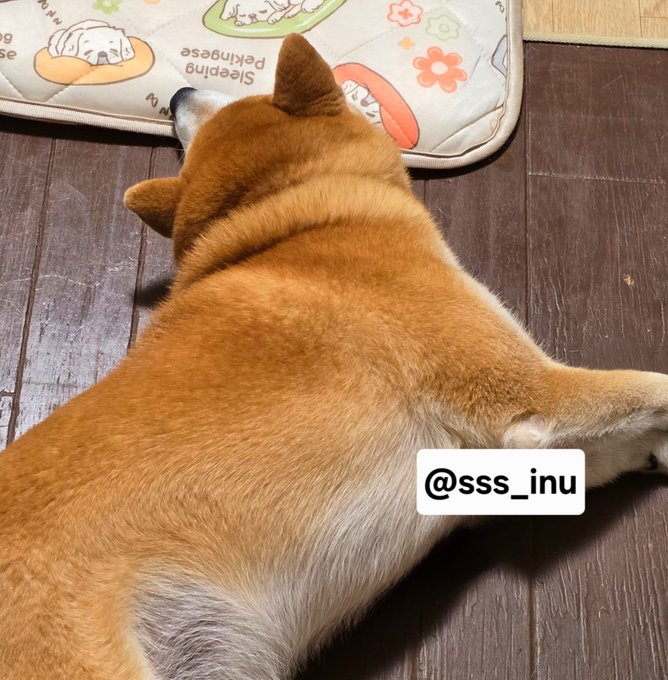 A Shiba Inu lies stretched out on a wooden floor beside a cushion labeled "Sleeping Pekingese," with the handle "@sss_inu" displayed, perfectly matching the "Good night~~" caption as the dog appears to be settling down for a peaceful slumber.