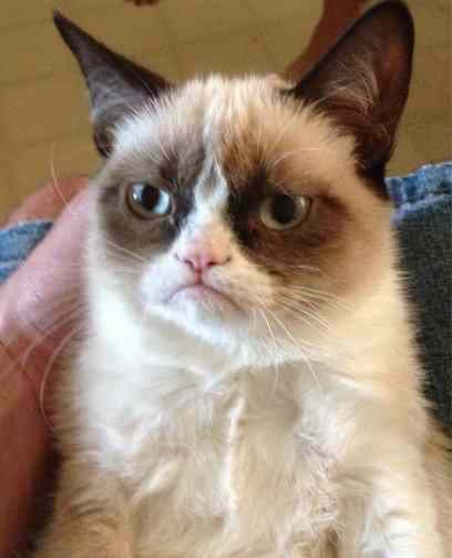 A close-up photo of Grumpy Cat, the famous frowning cat with blue eyes, dark ears, and a signature displeased expression, being held by someone.