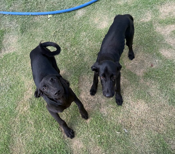 Two black dogs standing on a grassy lawn, looking up at the camera, with a blue garden hose visible in the background.