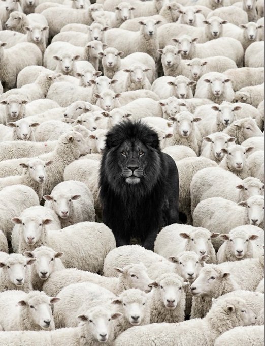 A surreal image showing a black-maned lion standing in the center of a dense flock of white sheep, all looking directly at the camera.