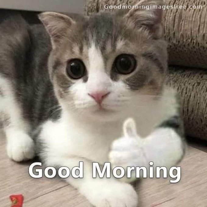 A cute gray and white kitten giving a thumbs up with the text 'Good Morning' and 'Goodmorningimagesfree.com' watermark.