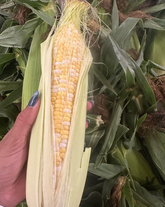 A close-up of a hand holding an ear of corn with its husk partially peeled back, showing yellow kernels, surrounded by corn plants in a field.