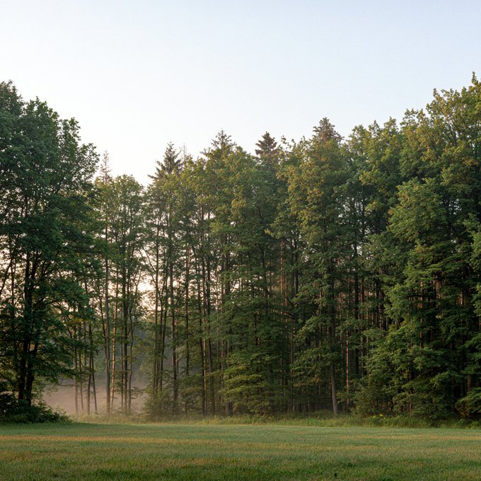 A peaceful forest scene with tall green trees and a grassy field in the foreground, illuminated by soft morning light.