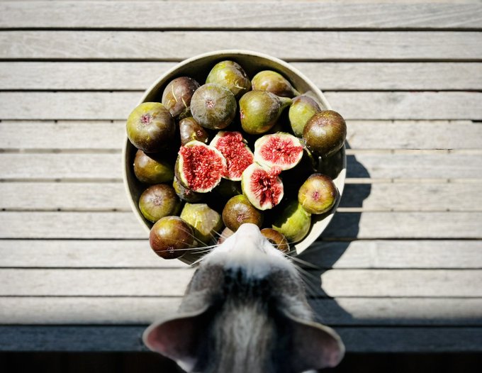 A cat peers curiously at a wooden bowl overflowing with fresh figs—some whole and greenish-brown, others split open to reveal their vibrant ruby-red flesh—perfectly capturing the "unfathomable abundance" mentioned in the post.