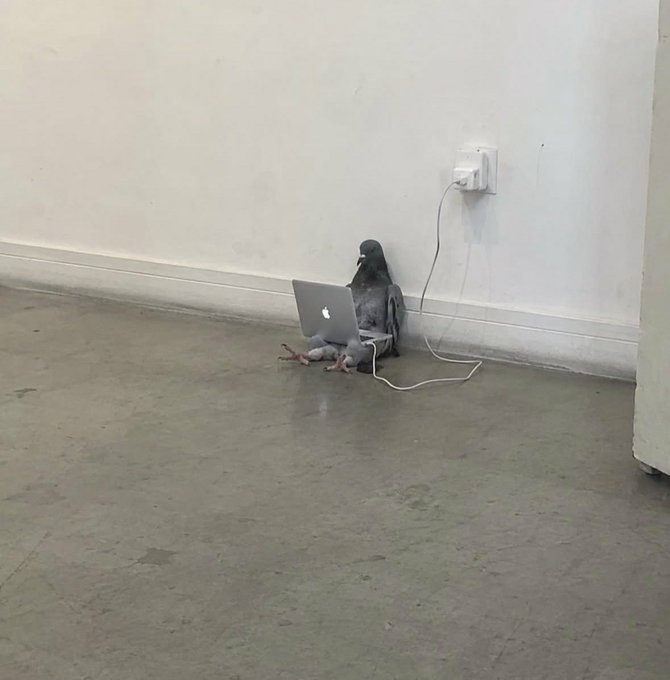 A pigeon sits on a concrete floor against a white wall, intently using a MacBook laptop that's plugged into a nearby wall outlet. The image humorously relates to the post's discussion of AI integration, with the bird appearing engrossed in its own tech-driven "sleep" routine—fitting for content about Sleepagotchi's new AI-focused direction.