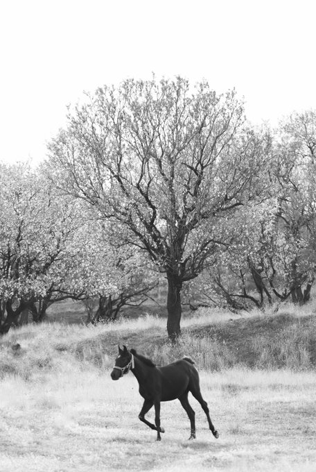 A black and white photograph of a dark horse with a white blaze trotting through a grassy field beneath large trees.