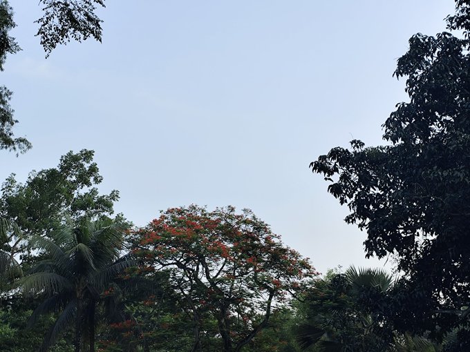 The image shows a beautiful view of trees with red flowers, including a large tree with red flowers at its center. The sky above has a blue color, suggesting that it might be early morning or late afternoon when the sun's position is lower on the horizon. The photo appears to have been taken from an elevated perspective, providing a bird's eye view of the trees and their surroundings.