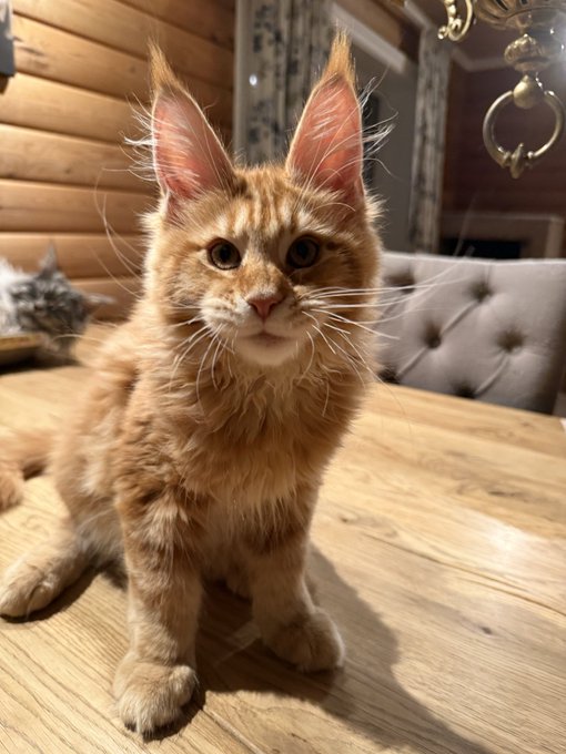 An orange tabby kitten with large, pointed ears sits on a wooden table, looking directly at the camera with another cat visible in the background.