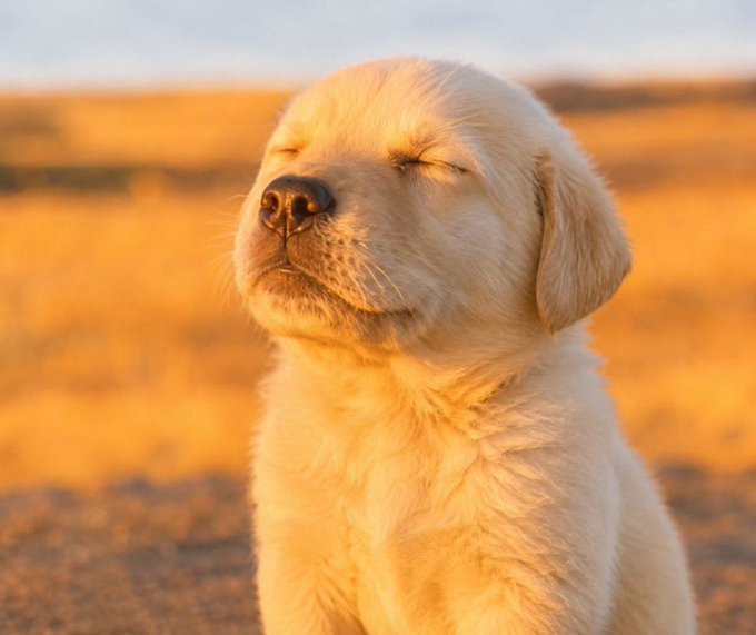 A golden retriever puppy with closed eyes sits in a field at golden hour, with a wooden sign in the background.