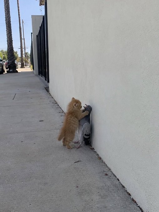 A fluffy orange kitten stands on its hind legs against a white wall, appearing to interact with a gray fire hydrant fixture on a sidewalk with palm trees visible in the background.