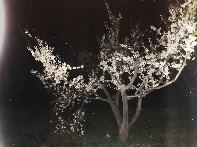A sepia-toned nighttime photograph captures a blossoming tree, likely an apricot, illuminated against the dark sky, with its delicate white flowers standing out in the moonlight. The image visually reflects the poetic post's imagery of seeking shelter beneath the young apricot tree, embodying the mysterious and serene atmosphere described in "The Night as My Shelter."