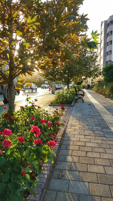 A street-level photo captures a brick-paved sidewalk lined with trees, red flowers, and parked cars, illuminated by warm sunlight filtering through the leaves.
