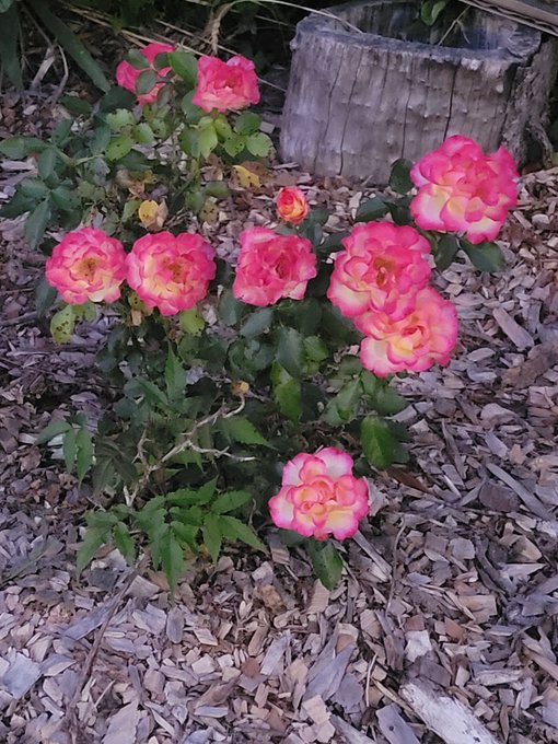 A cluster of pink and yellow roses blooming in a garden bed covered with wood mulch, with a wooden stump visible in the background.