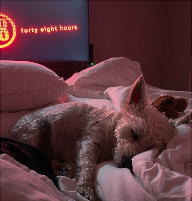 A small dog rests peacefully on a pink bed beneath a TV screen displaying "forty eight hours," bathed in a warm red glow that complements the serene, prayerful good-night message.