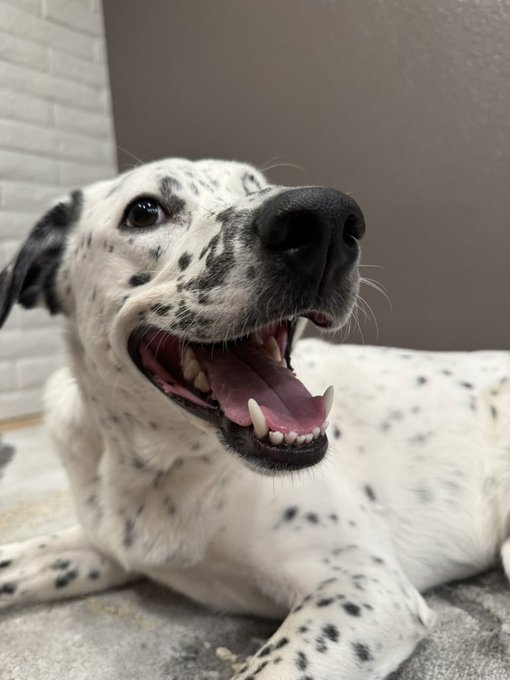 A close-up photo of a smiling Dalmatian dog lying down with its mouth open, showing teeth and tongue against a gray background.