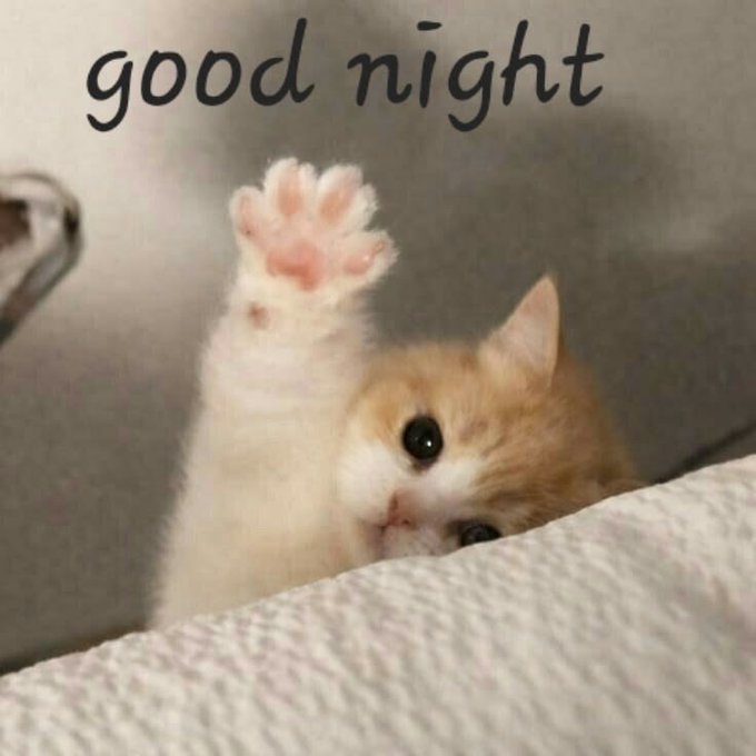 An orange and white kitten waves one paw with the text 'good night' displayed at the top of the image.