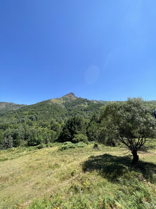 A sunny landscape features a grassy hill with a prominent rocky peak in the distance, surrounded by green trees and an olive tree in the foreground.