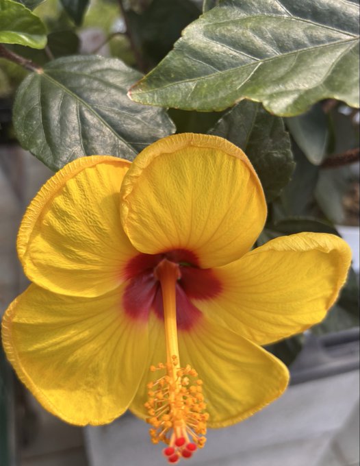 A vibrant yellow hibiscus flower with a deep red center and a long yellow stamen covered in pollen, with dark green leaves in the background.