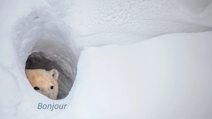 A polar bear peeks out from a hole in the snow with the caption 'Bonjour' written below.