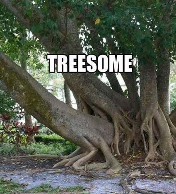 A large tree with sprawling, intertwined roots is shown with the text 'TREESOME' overlaid.