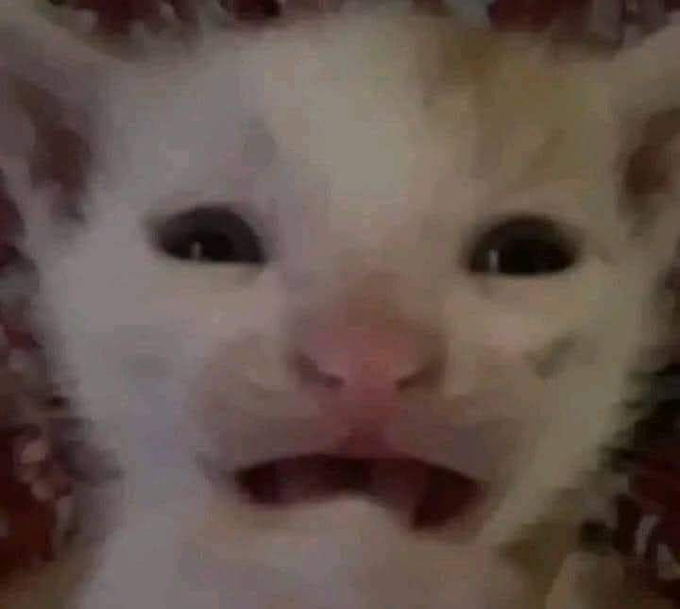 A close-up photo of a white and brown spotted cat with its tongue slightly sticking out.