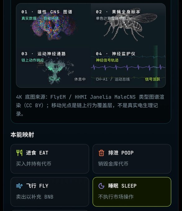 A dark-themed informational dashboard displays scientific imagery of a fruit fly—including its CNS (Central Nervous System) connectome, full-body skeleton, motor neural pathways, and neural signal monitoring from CH-A1—paired with a "Instinct Mapping" section that translates biological behaviors into BNB Chain actions: EAT (buy/hold tokens), POOP (burn tokens), FLY (sell/replenish BNB), and SLEEP (no market operations).

The post describes an "immortal fruit fly" concept referenced by CZ for BNB Chain, suggesting this dashboard is the Flap vault's public page that humorously maps fruit fly biology onto crypto trading behaviors.