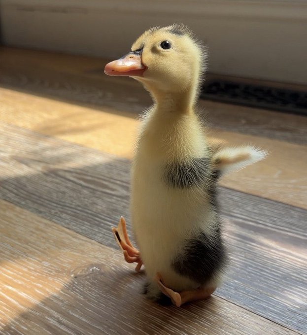 The image features a small yellow duck standing upright on its hind legs with its front feet raised up. The duck appears to be waddling into another day of building a pond or lake. The background shows a wooden floor, which adds to the overall natural theme of the scene. The text in the caption reads "GM Waking up to another day of building this pond stronger! $DINKY is waddling into the gains, community locked in, zero fluff, pure vibes and utility." This message emphasizes the importance of the duck's role in creating a thriving ecosystem for other wildlife.