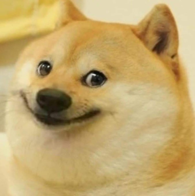 Close-up portrait of a smiling Shiba Inu dog with cream and tan fur looking slightly upward.