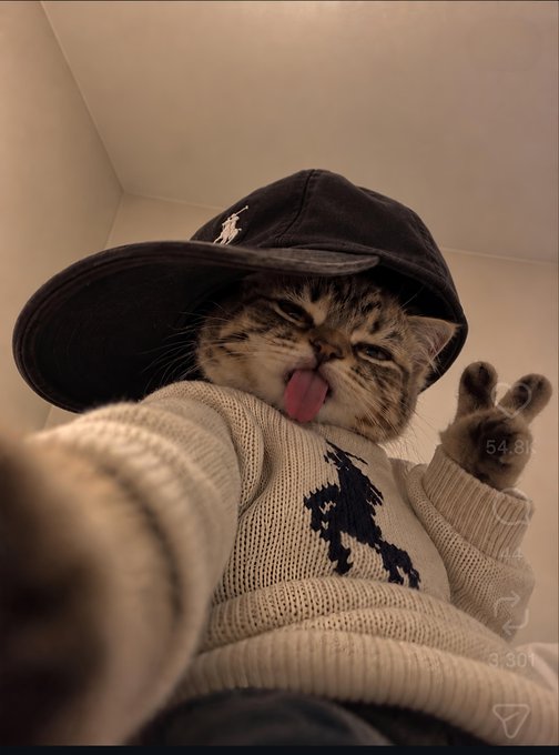 A tabby cat wearing a black bucket hat and a beige knit sweater with a polo logo, sticking out its tongue and making a peace sign.