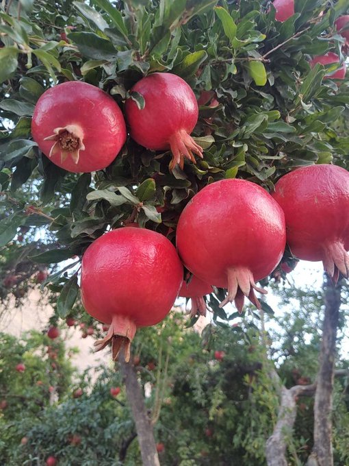 Several ripe, deep-red pomegranates hang heavily from a leafy green tree branch in an outdoor orchard setting.