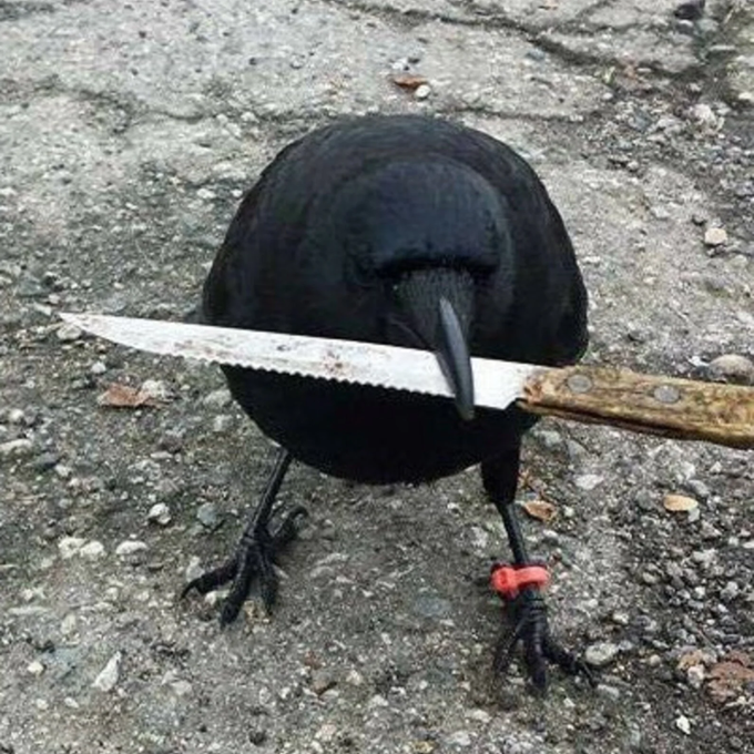 A black crow or raven stands on concrete while holding a serrated knife in its beak, with a small red band visible on its leg.
