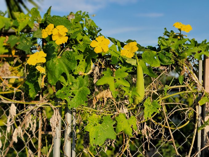 A climbing loofah vine drapes over a wire fence, displaying bright yellow blossoms alongside a young green gourd and weathered, sun-dappled leaves. The image captures the sunny, fresh morning garden scene described in the post, showcasing the early growth stage of the loofah plant.
