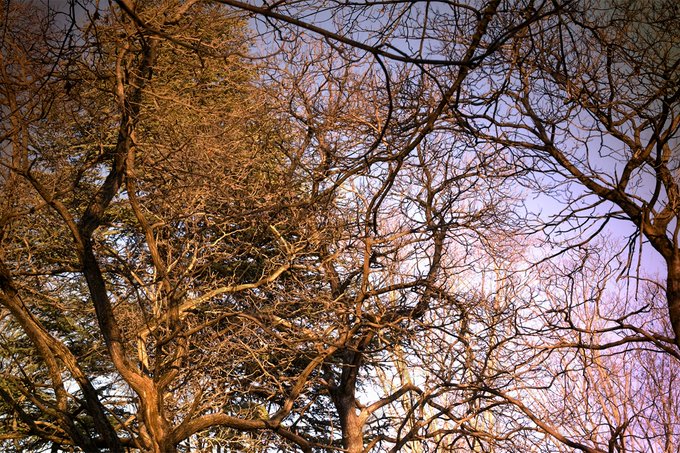 A low-angle photograph looking up into the bare, intricate branches of trees against a soft purple and pink twilight sky.