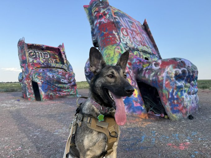 A German Shepherd dog wearing a tactical harness stands in front of two old, graffitied car hoods placed upright in a desert landscape.