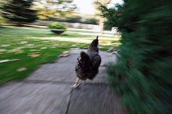 A motion-blurred photo of a chicken running along a paved path next to a green lawn and bushes.