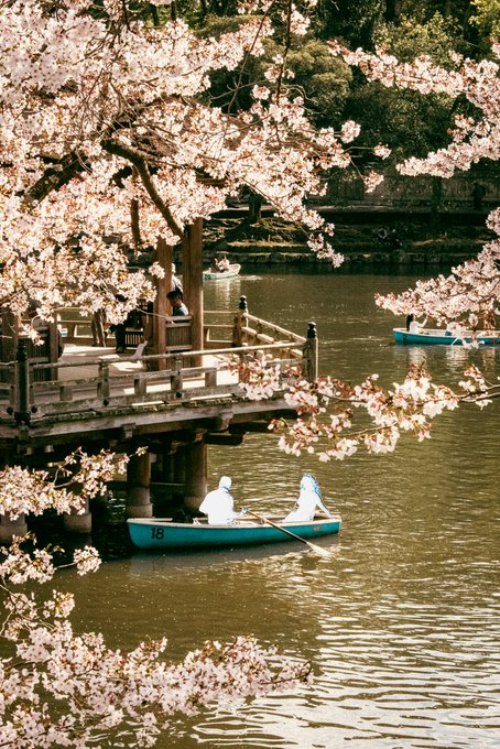 The image shows a couple paddling down a river, with cherry blossom trees surrounding them. The water appears calm, providing an ideal setting for their leisurely activity. In the background, there are other people enjoying various activities along the riverbank. A boat can be seen in the distance, and a bench is visible near the shoreline.
