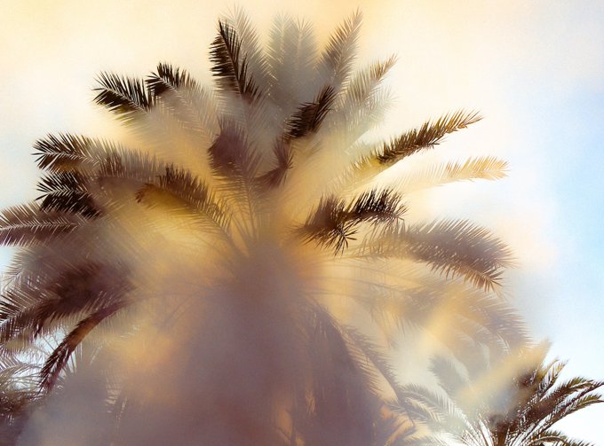 An abstract, motion-blurred photograph captures palm fronds swaying, bathed in warm yellow and golden sunlight against a bright sky.