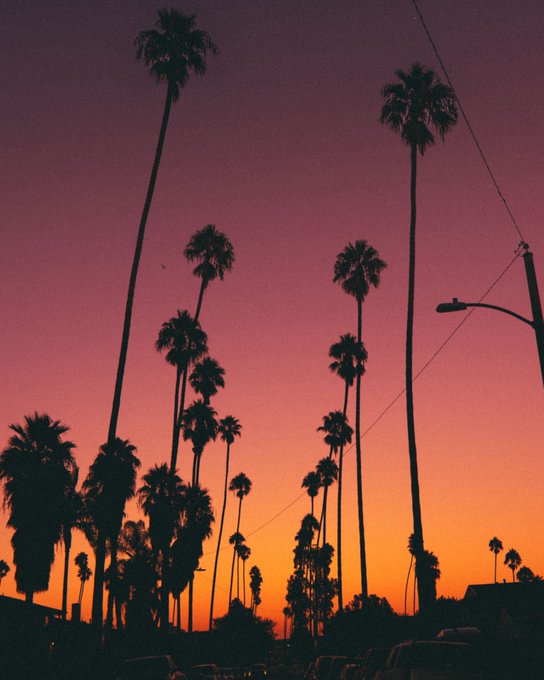 A photograph captures the dark silhouettes of tall palm trees against a vibrant gradient sunset sky that transitions from orange at the horizon to deep pink and purple above.