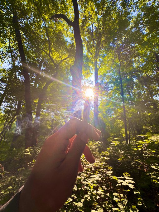 A hand holding a lit cigarette reaching toward the sun shining through a lush green forest canopy.