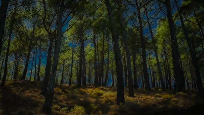 A picturesque view of a dense pine forest with tall, straight trunks stretching towards a blue sky. Sunlight filters through the green canopy, illuminating the yellow-green underbrush on the forest floor in a stylized or painted artistic manner.