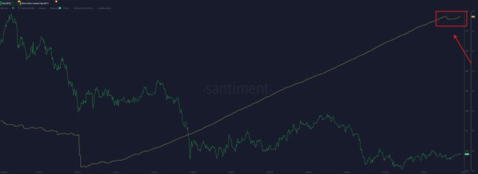 A dark-themed Santiment chart displays Bitcoin's price (green line) trending upward alongside the Mean Dollar Invested Age (MDIA) indicator (yellow line), with a red box highlighting a recent peak in MDIA followed by a slight decline, marked by a red arrow. The annotation corresponds to the post suggesting that whales may be shifting from accumulation to distribution, as the MDIA—traditionally a measure of holding age—is beginning to "wriggle" or plateau rather than steadily rise.