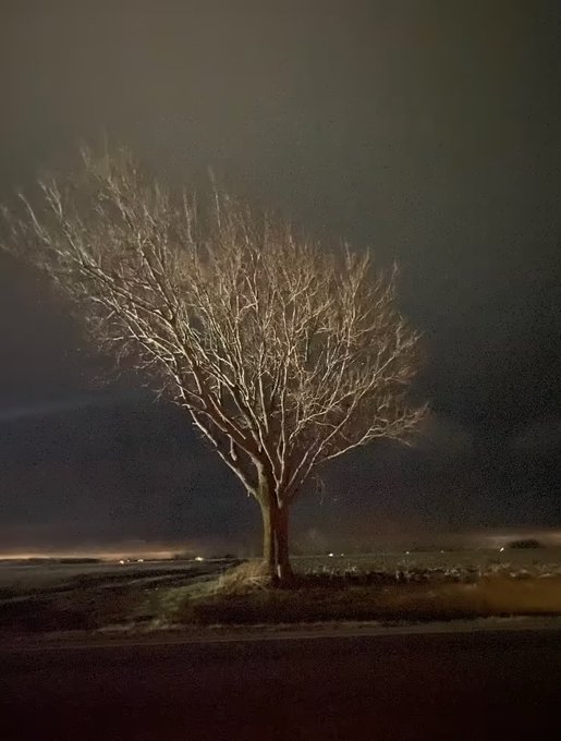 A solitary bare tree illuminated against a dark night sky, standing in a rural landscape with distant lights on the horizon.