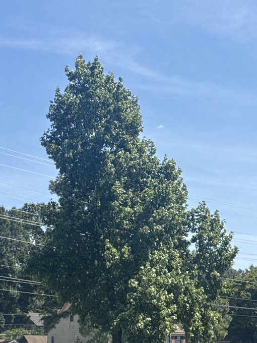A tall tree with dense green foliage fills most of the frame against a bright blue sky, with power lines crossing through the scene and a partial view of a house with siding and a reddish roof at the bottom.

The image shows a large, leafy tree—fittingly a literal patch of grass-adjacent greenery—as visual "proof of grass" to accompany the post declaring a reserved spot on the TouchGrass leaderboard.