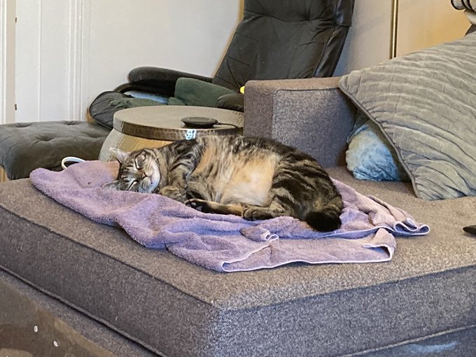 A tabby cat sleeps curled up on a purple towel placed on a gray cat tree or ottoman in a living room.