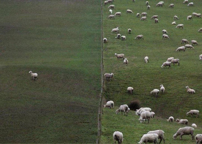 An aerial view shows a wire fence dividing two pastures—one nearly empty and another densely populated with grazing sheep. The image humorously illustrates the "first trader" experience, where you feel isolated on one side while watching a successful flock thrive just beyond the fence.