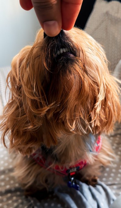 A person's hand gently lifts the lips of a small, fluffy brown dog (appearing to be a Yorkshire Terrier or similar breed) to show its teeth, while the dog wears a pink harness with a tag.